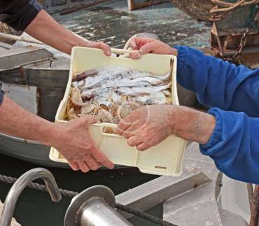 Strong sales of lionfish are phenomenal