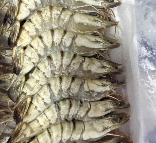 Frozen Sea Tiger Prawns – large raw prawns, quick frozen to preserve freshness and natural sweetness.