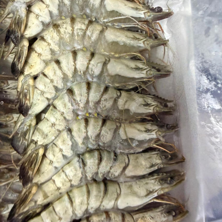 Frozen Sea Tiger Prawns – large raw prawns, quick frozen to preserve freshness and natural sweetness.